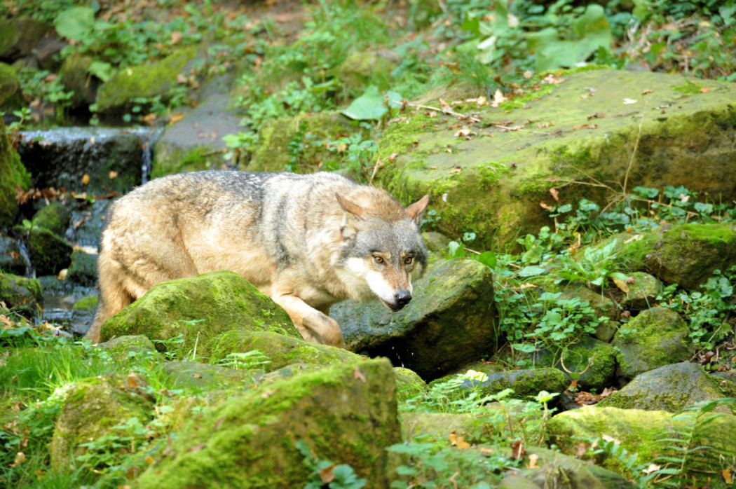 Wolf (Symboldbild) ©Silvio Heidler