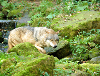 FDP Niedersachsen legt Antrag auf Wolfsmanagement vor