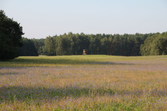 Die Wilddiebe – Wo wir jagen