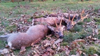 Bockjagd im Mai