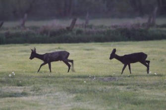 Jagd in Niedersachsen