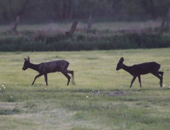 Jagd in Niedersachsen