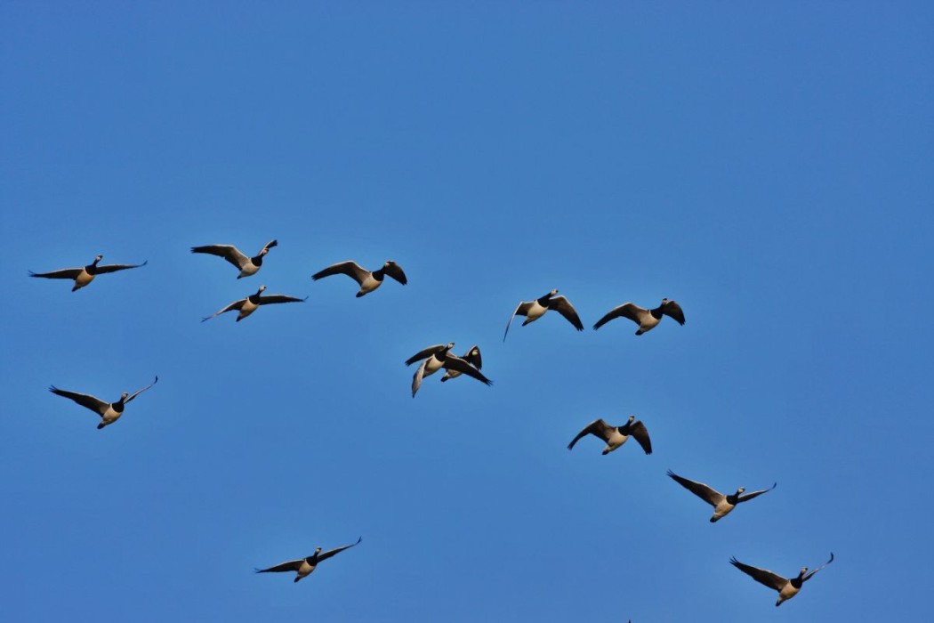 Nonnengänse ©Helmut Pieper