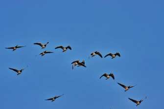 Sollte der Staat Wildschäden ersetzen?