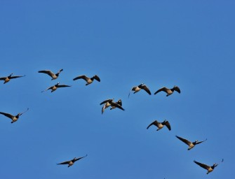 Sollte der Staat Wildschäden ersetzen?