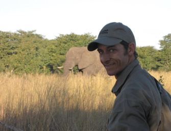 Löwe tötet Safari-Guide in Simbabwe