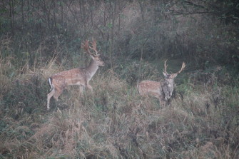 Damwildbrunft im Forstgut Reilmann
