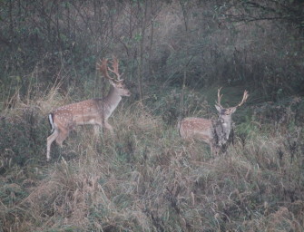 Damwildbrunft im Forstgut Reilmann