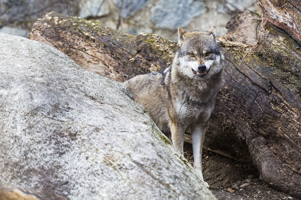 Wolf(Symbolbild) ©Fotolia
