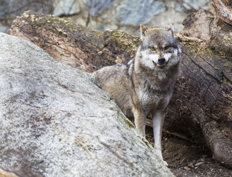 Wolfsverdacht ausgeräumt?