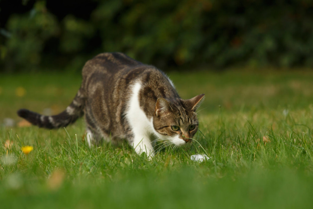 verwilderte Katze (Symboldbild) ©Fotolia Jagd jäger jagen remmel DJV LJV NRW