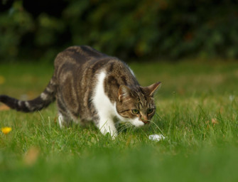 Katzen ab ins Fundbüro!