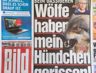 Wolf reißt Schoßhund in der Heide