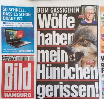 Wolf reißt Schoßhund in der Heide