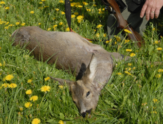 Knopfhirsche, -böcke ohne Abschussplan?