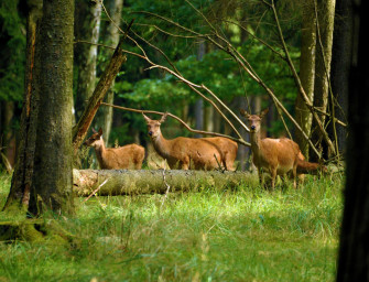 Hochwild im Revier – Ruhe ist Alles