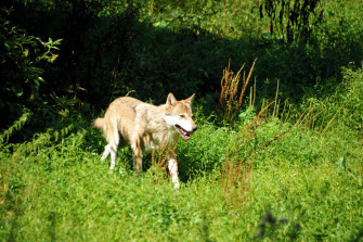 Hessen: Überfahrener Wolf stammt aus der Lausitz