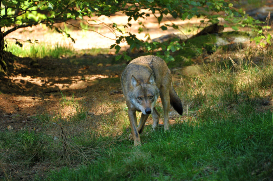 Wolf (Symbolbild) ©Silvio Heidler