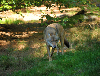 Sachsen: Wölfe überwinden Elektrozaun – 13 Schafe gerissen