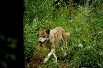 Wolfsland Niedersachsen – sechs neue Wolfswelpen allein im Heidekreis bestätigt