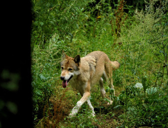 Wolfsland Niedersachsen – sechs neue Wolfswelpen allein im Heidekreis bestätigt