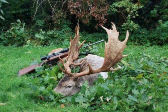 Kapitaler Damschaufler im strömenden Regen