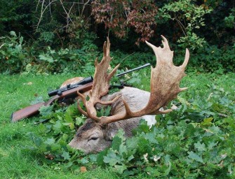 Kapitaler Damschaufler im strömenden Regen