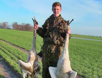 Schwanenjagd am Greifswalder Bodden