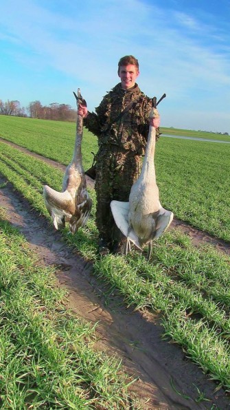 Schwanenjagd am Greifswalder Bodden