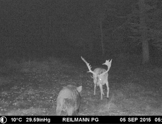 Wer ist der Chef unter dem Apfelbaum?