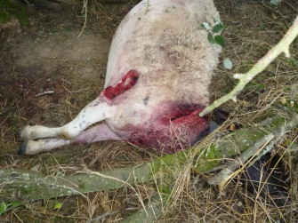 Im Westen was Neues – schlug der Wolf im Saarland zu?