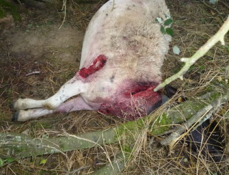 Im Westen was Neues – schlug der Wolf im Saarland zu?