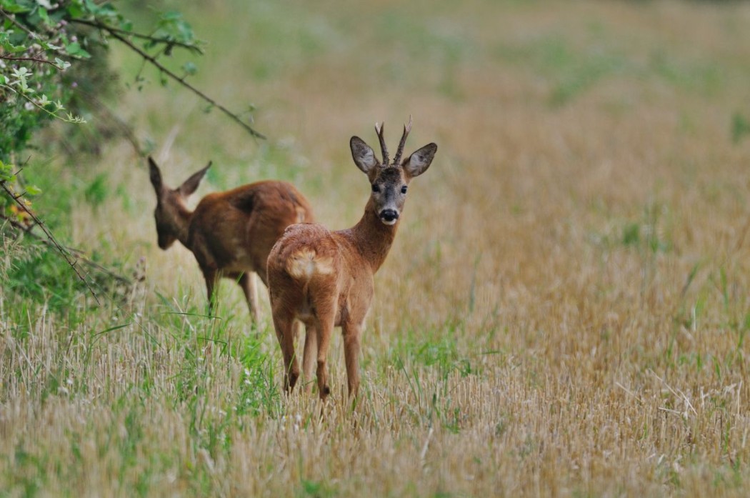 Kontrovers diskutiert: die verlängerten Jagdzeiten des Rehbocks über den Winter. © K-H. Volkmar