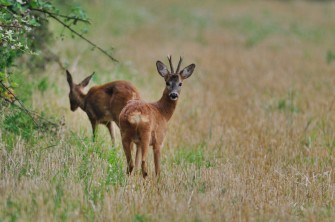 Bundeseinheitliche Jagdzeiten?