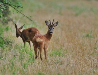 Bundeseinheitliche Jagdzeiten?
