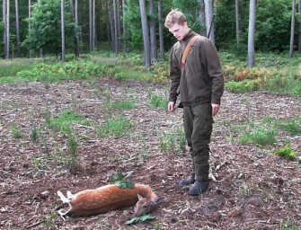 Damwildpirsch im Juli
