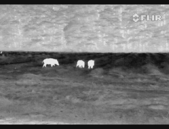 BKA lehnt Nachtzielgeräte zur Saujagd ab