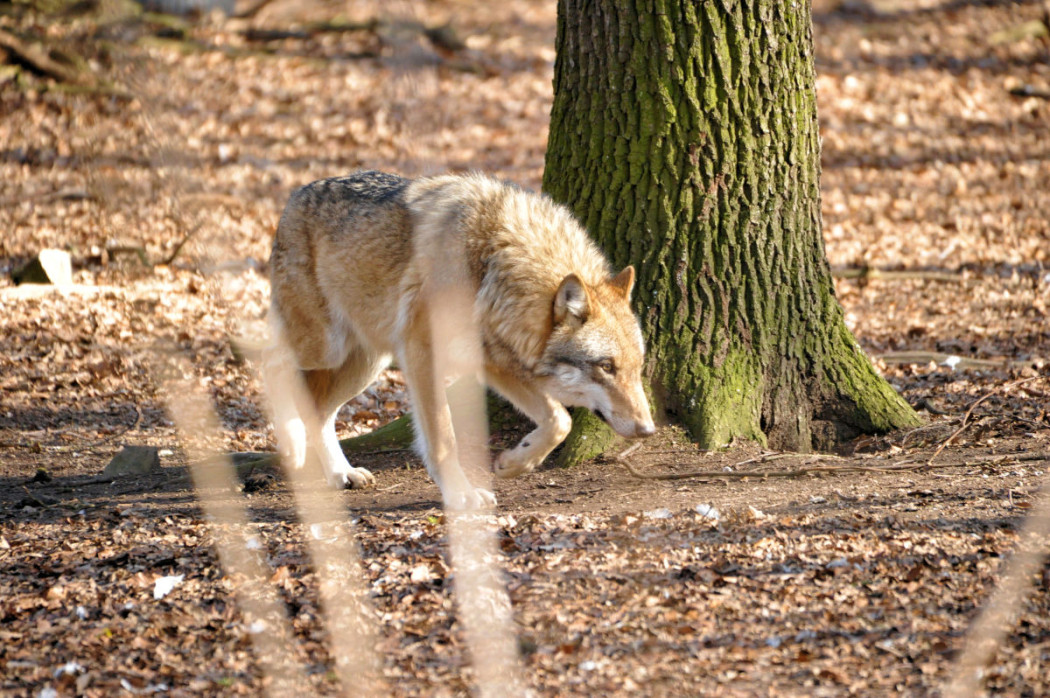 Wolf (Symbolbild) ©Silvio Heidler