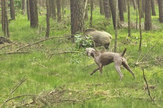 Solojäger – Mit dem Hund auf Sauen