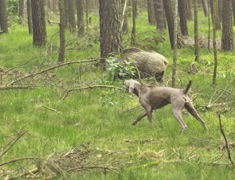 Solojäger – Mit dem Hund auf Sauen