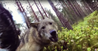 Actionkamera hält Wolfsattacke auf Jagdhund fest