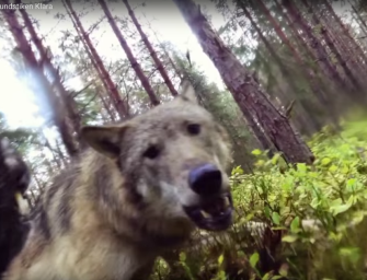 Actionkamera hält Wolfsattacke auf Jagdhund fest