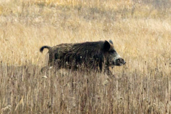 Wildschweinprämie auch in Niedersachsen
