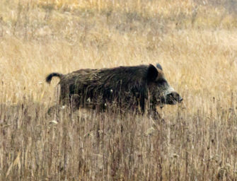 Wildschweinprämie auch in Niedersachsen