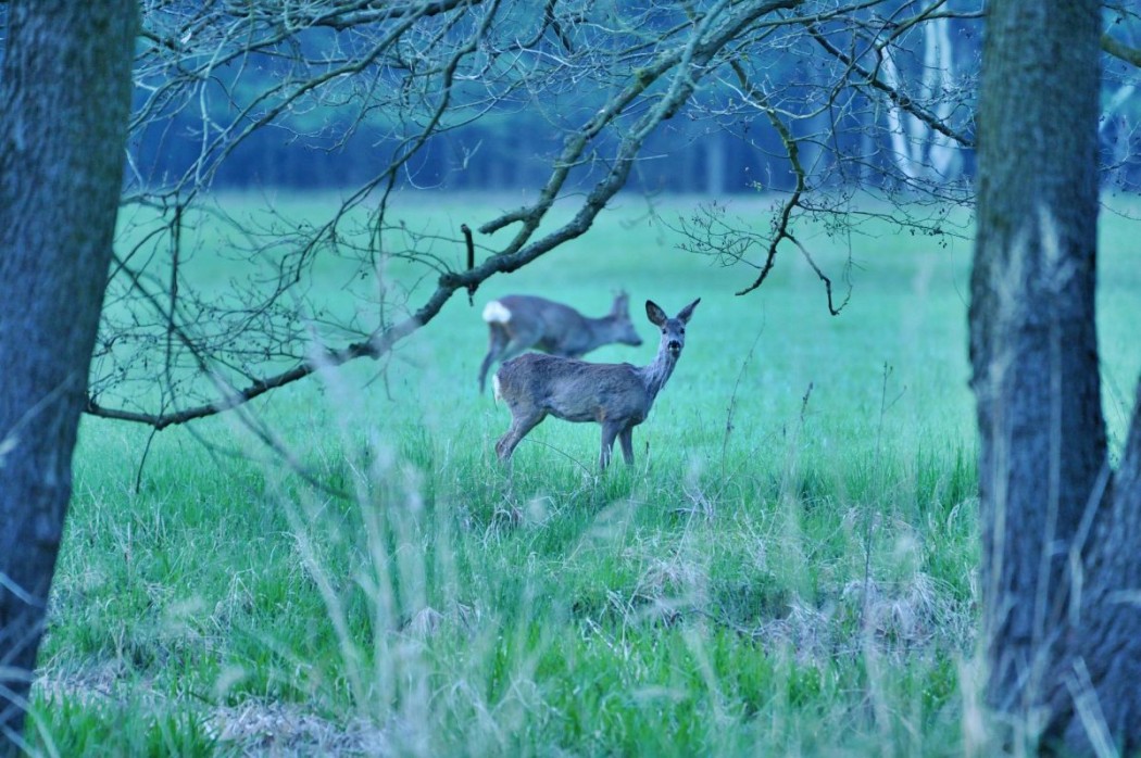 Rehwild (Symboldbild) Böcke dürfen bereits in acht von 13 Flächen-Bundesländern auf der herbstlichen Drückjagd erlegt werden. ©Silvio Heidler