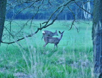 Böcke und Besonderheiten