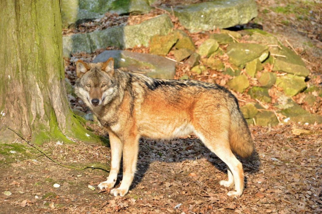 Wolf (Symbolbild) ©Silvio Heidler