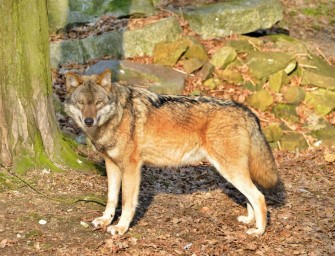 Doch kein illegaler Abschuss – Wolf starb an Unfallverletzungen