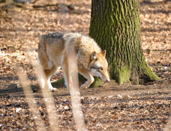 Wolf in Brandenburg erschossen – Polizei ermittelt
