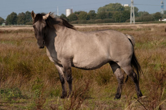 Wolfsangriff auf Fohlen bei Dessau offiziell bestätigt